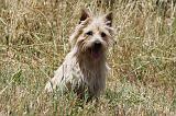 CAIRN TERRIER 495